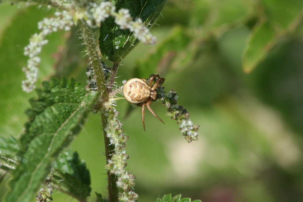 Xysticus sp.